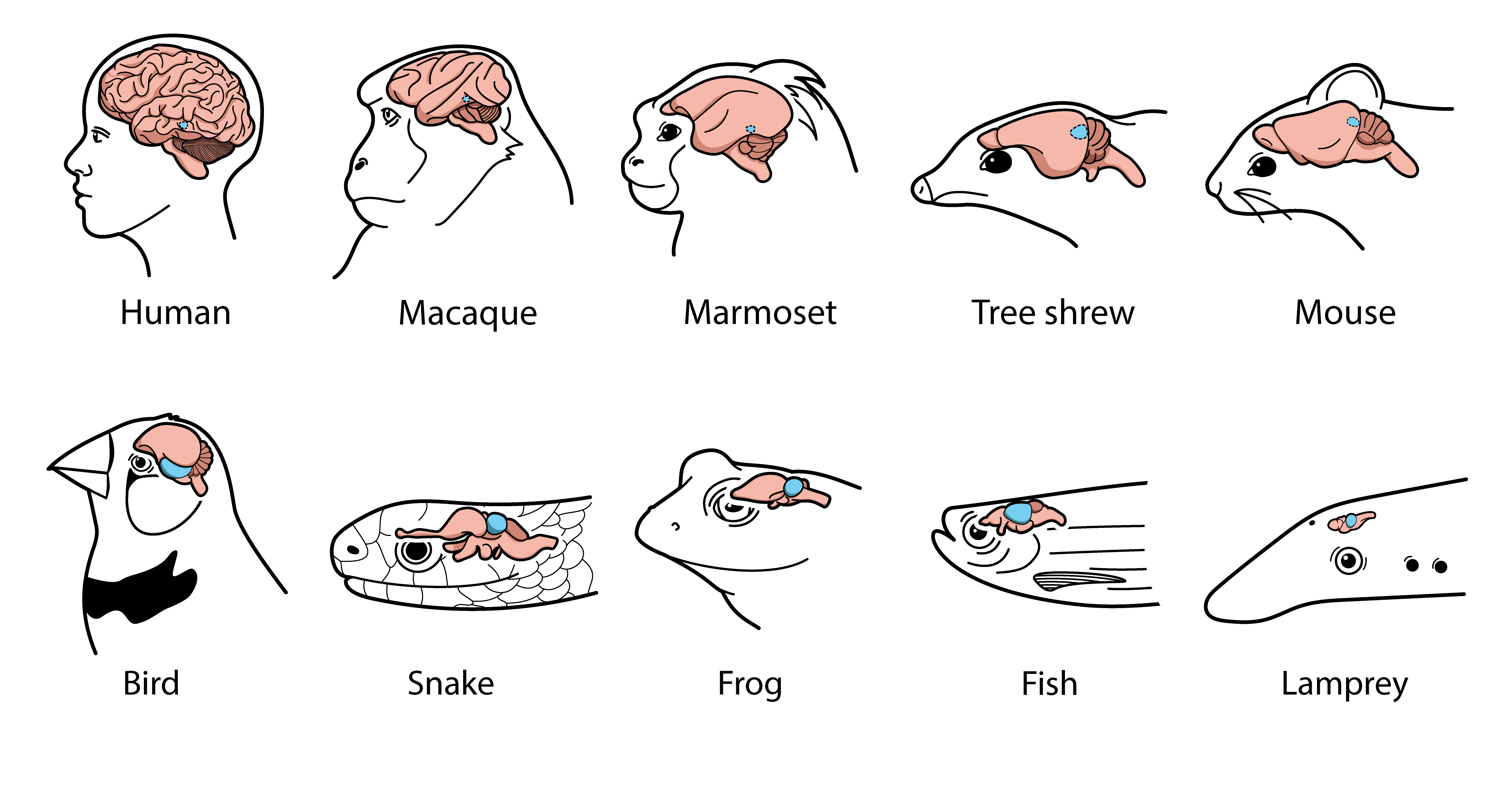 Comparative brain illustration